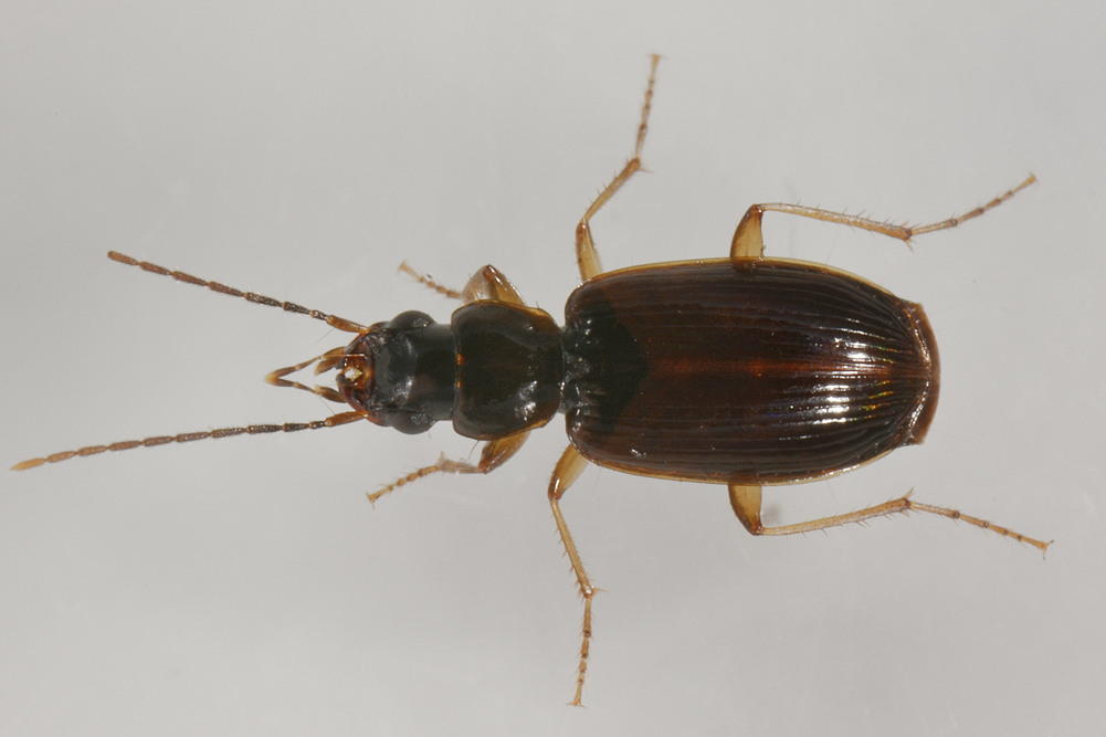 Carabidae:  Badister collaris?  No, Badister cfr. peltatus